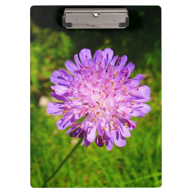 Field Scabious Clipboard (Front)