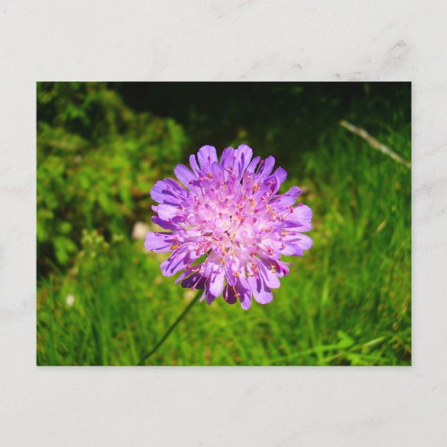 Field Scabious Postcard (Front)