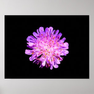 Field Scabious Poster