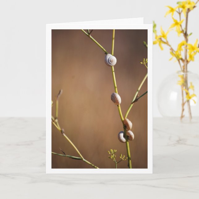Field Snail Shells on Fennel Stalk Card (Yellow Flower)