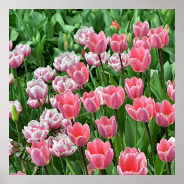 Field with pink tulips poster (Front)