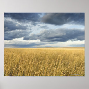 Field with storm clouds poster