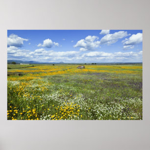 Fields In Springtime Near Guadalupe Poster