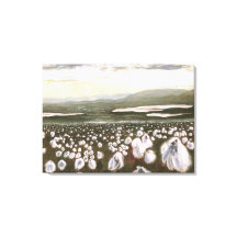 Fields of Arctic Cotton: Canvas Print Uncropped