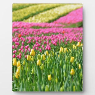 Fields of Colors Plaque
