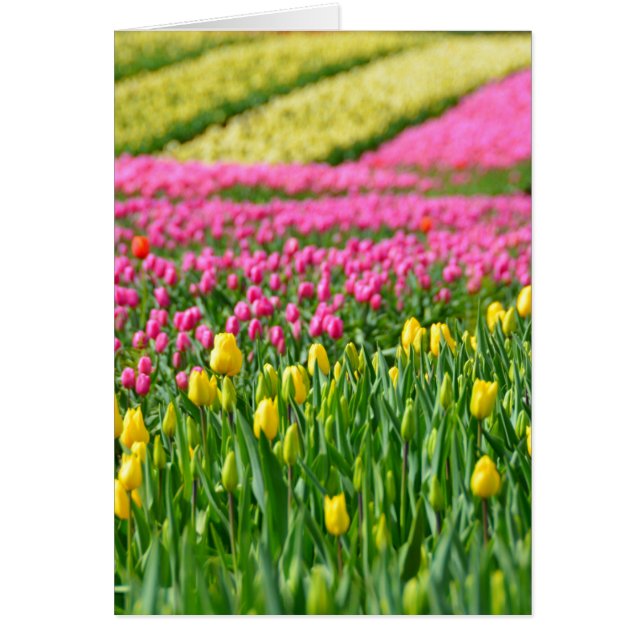 Fields of Colours (Front)