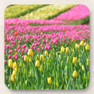 Fields of Colours Coaster