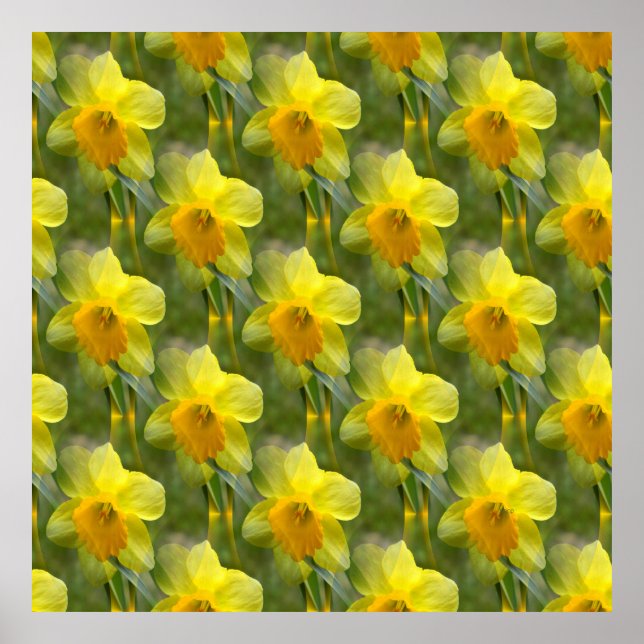 Fields of Daffodils.... Poster (Front)