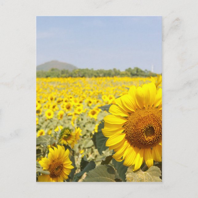 Fields of Gold Postcard (Front)