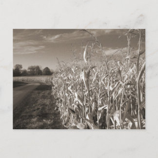 Fields of Grain Postcard