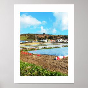 Fields of Jersey Royal potatoes Poster