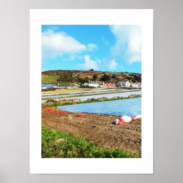 Fields of Jersey Royal potatoes Poster (Front)