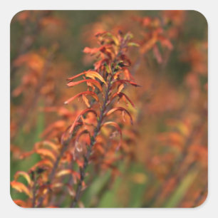 Fields of Orange Agave Square Sticker