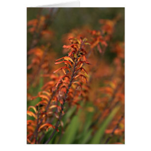 Fields of orange glow