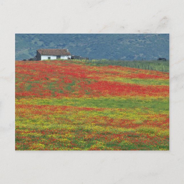 Fields of poppies near Cordoba, Andalusia fl Postcard (Front)