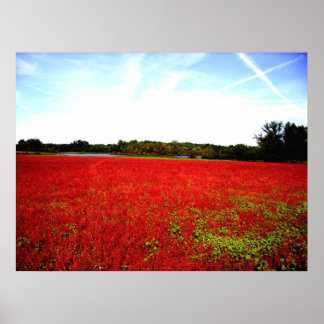 Fields of Rubies Poster