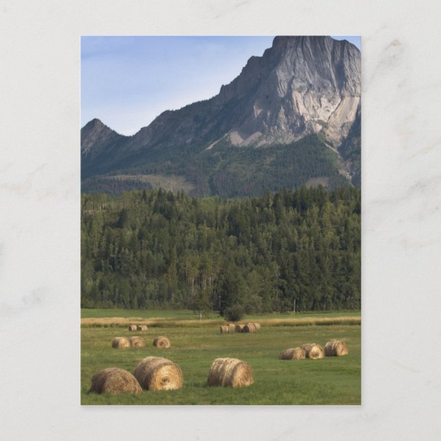 Fields with bailed hay, Alberta, Canada Postcard (Front)