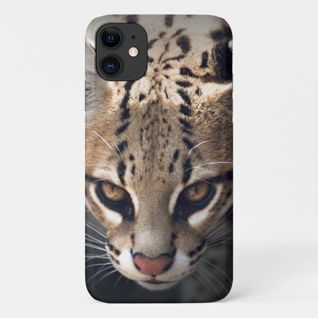 Fierce iPhone 11 iPhone Case (Back)
