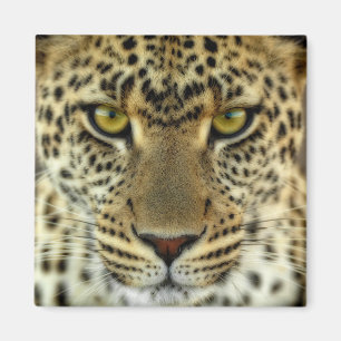 Fierce Leopard Magnet
