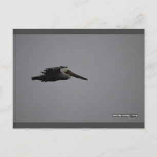 Fierce Pelican III   Blue Beach Song™ Postcard