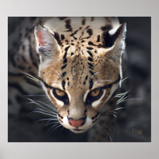 Fierce Print