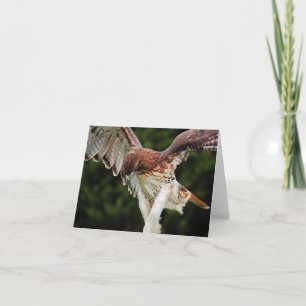 Fierce Red Tailed Hawk note card