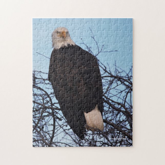 Fierce Stare of a Bald Eagle Jigsaw Puzzle (Vertical)