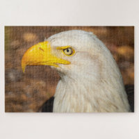 Fierce Stare of the Eagle Challenging