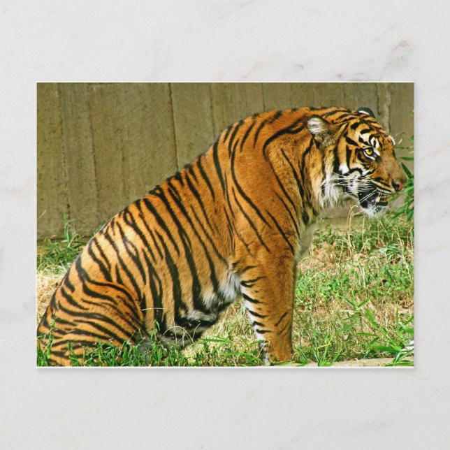 Fierce Tiger Postcard (Front)