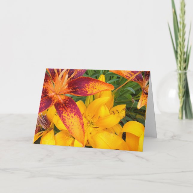 Fiery Asiatic Lilies Greeting Card (Front)
