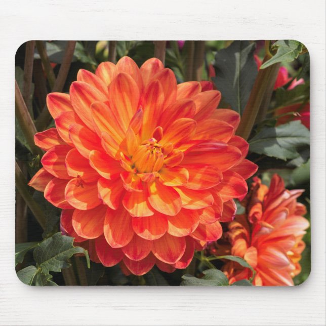 Fiery Dahlia Mouse Mat (Front)