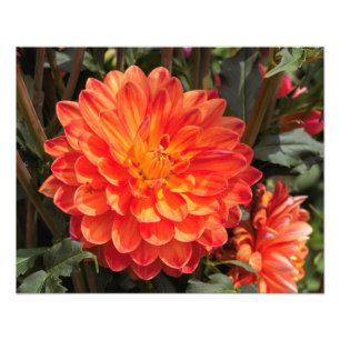 Fiery Dahlia Photo Print