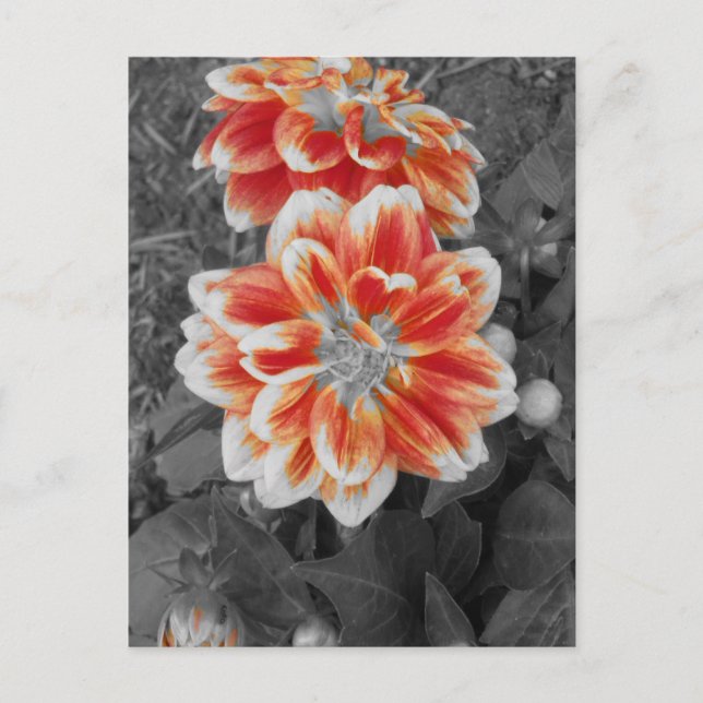 Fiery Dahlias Postcard (Front)