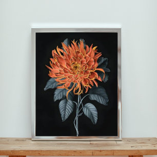 Fiery Elegance: Orange Chrysanthemum Photo Print
