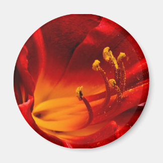Fiery Lily Magnet