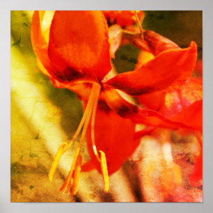 Fiery Orange Daylily Flower Close Up Abstract Poster
