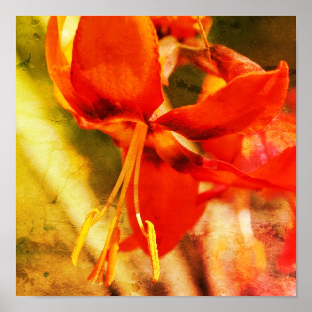 Fiery Orange Daylily Flower Close Up Distressed Poster (Front)