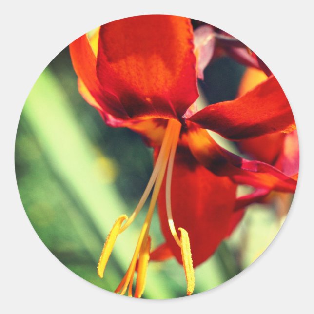 Fiery Orange Lily Flower  Classic Round Sticker (Front)