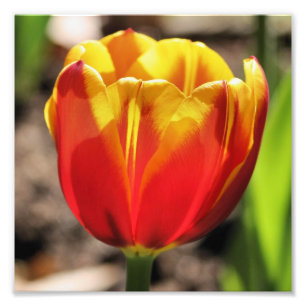 Fiery Orange Yellow Tulip Flower Close Up 8x8 Photo Print