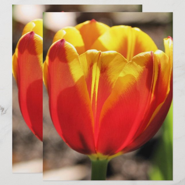 Fiery Orange Yellow Tulip Flower Scrapbook Paper (Front/Back)