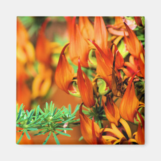 Fiery Red Orange Blooms on this Crocosmia Garden   Magnet