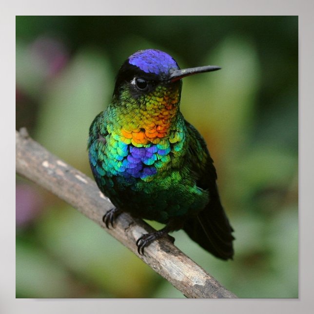Fiery-throated Hummingbird Poster (Front)