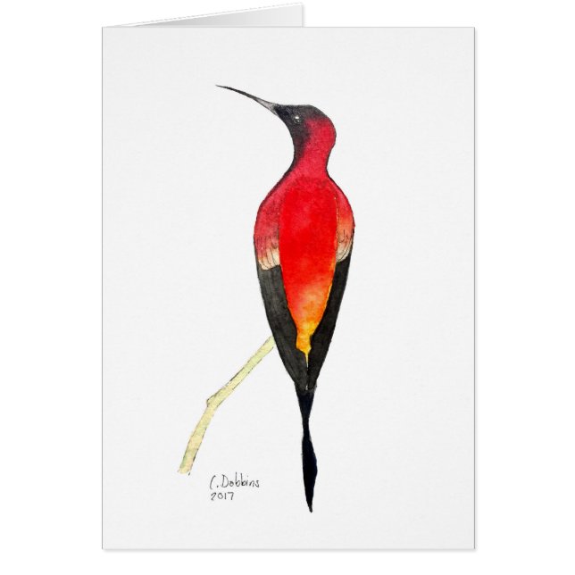 Fiery Topaz Hummingbird (Front)