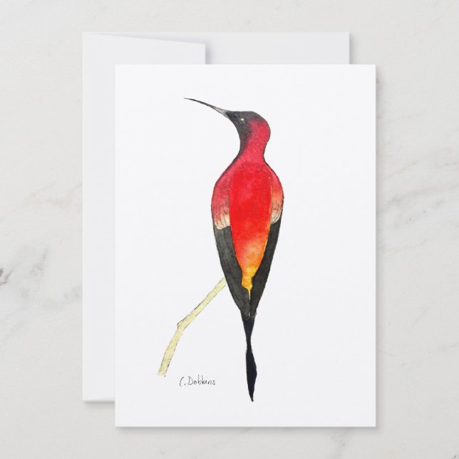 Fiery Topaz Hummingbird (Front)