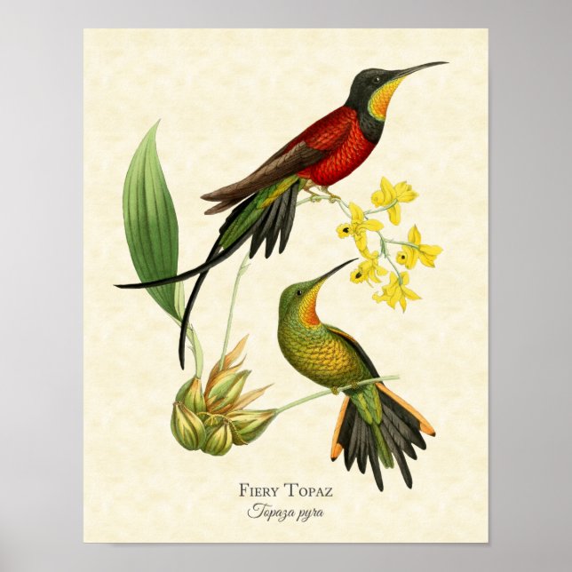 Fiery Topaz Hummingbirds Art Print (Front)