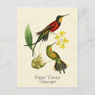 Fiery Topaz Hummingbirds Vintage Art Postcard