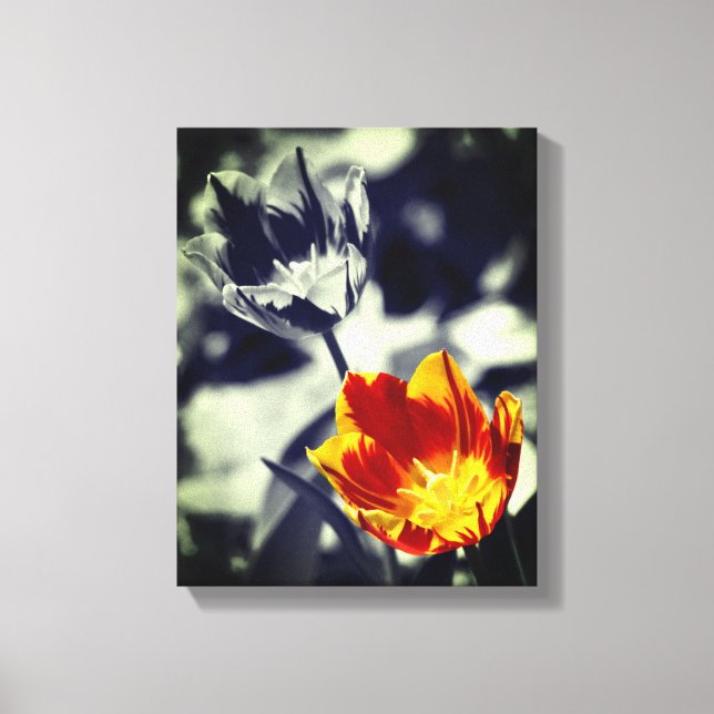 Fiery Tulip Flower Pair Partial Colour Canvas Print (Front)