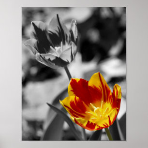 Fiery Tulip Flower Pair Partial Colour Poster