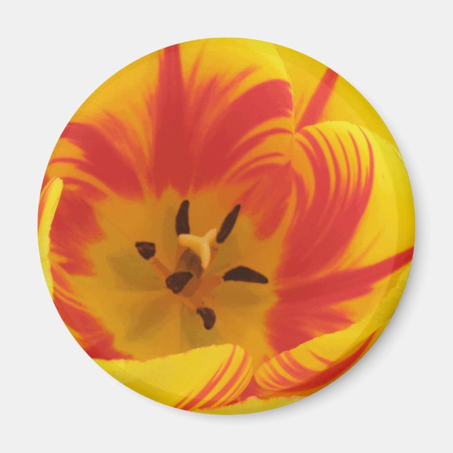 Fiery Tulip Magnet (Front)