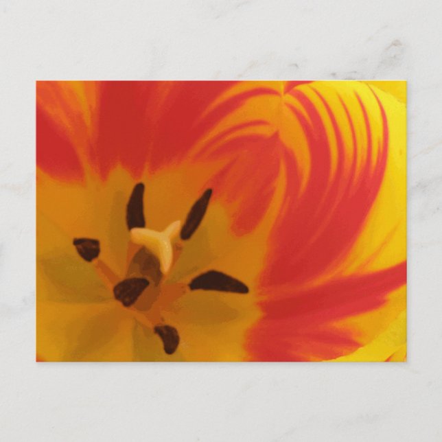 Fiery Tulip Postcard (Front)